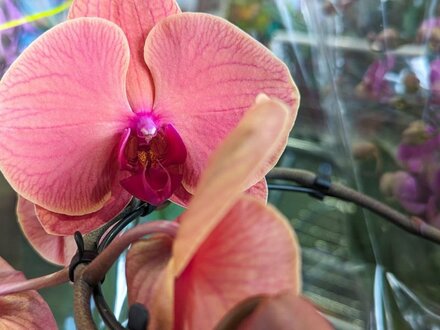 Orchid Day - Sun 2nd March