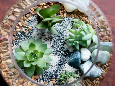 Terrarium Workshop - Sat 9 November 2024