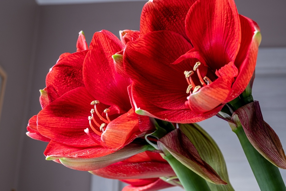 All About The Amaryllis Radway Bridge Garden Centre 2033