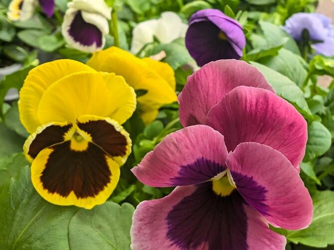 Brighten Your Winter Borders with Pansies and Violas