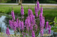 Buddleja, pulmonaria and heather are among the top plants for wildlife