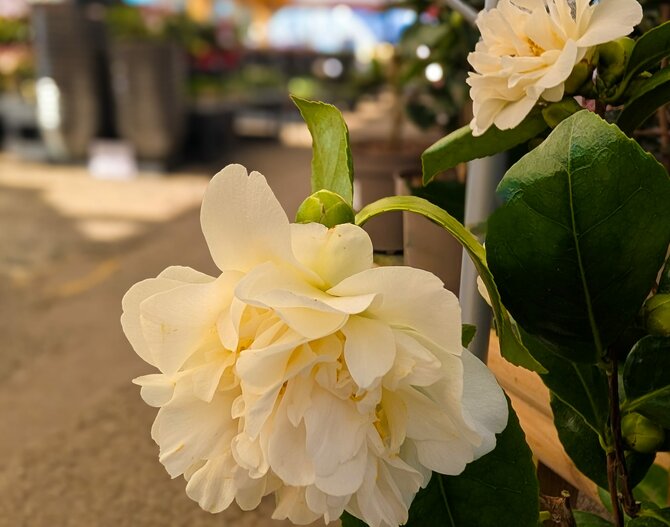 Camellias: for Beauty, Strength and Resiliance