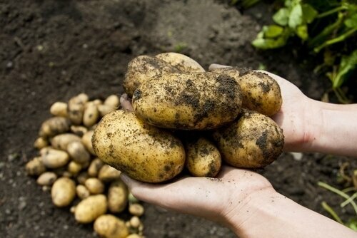 Chitting Potatoes. The How and Why.