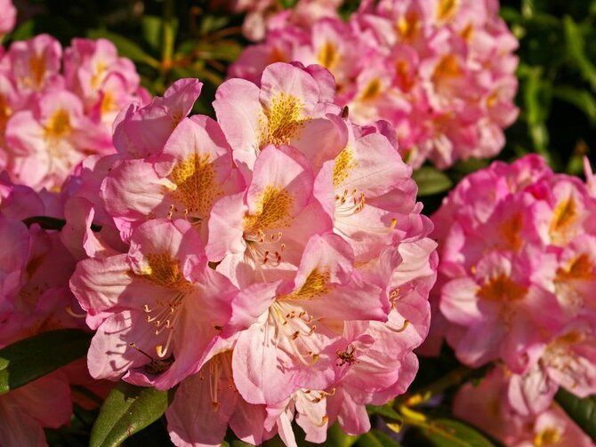 February Plant. Focus; Hybrid Rhododendrons