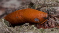 Gardeners are getting a new weapon in the war against slugs and snails