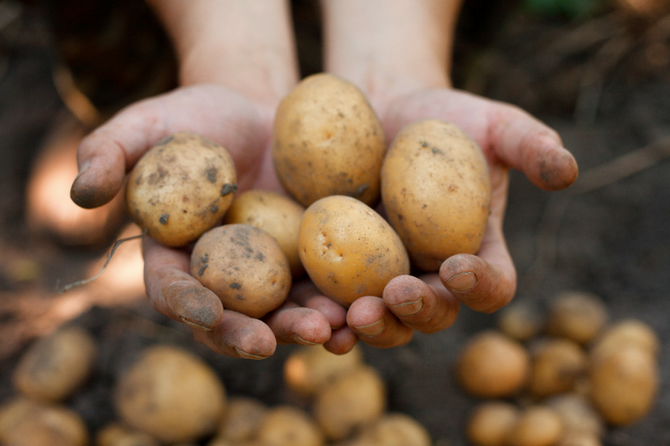 Grow Your Own Potatoes!