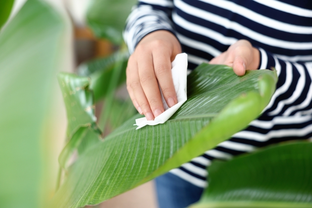 how-to-clean-your-houseplants-radway-bridge-garden-centre