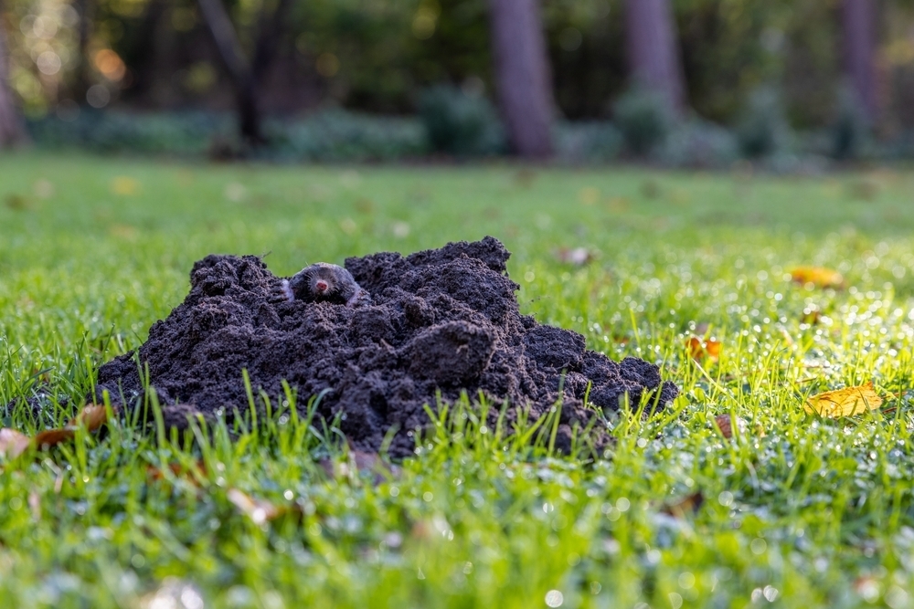 How to get rid of moles in the garden - Radway Bridge Garden Centre