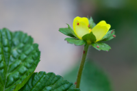 Keep an eye out for red spider mite