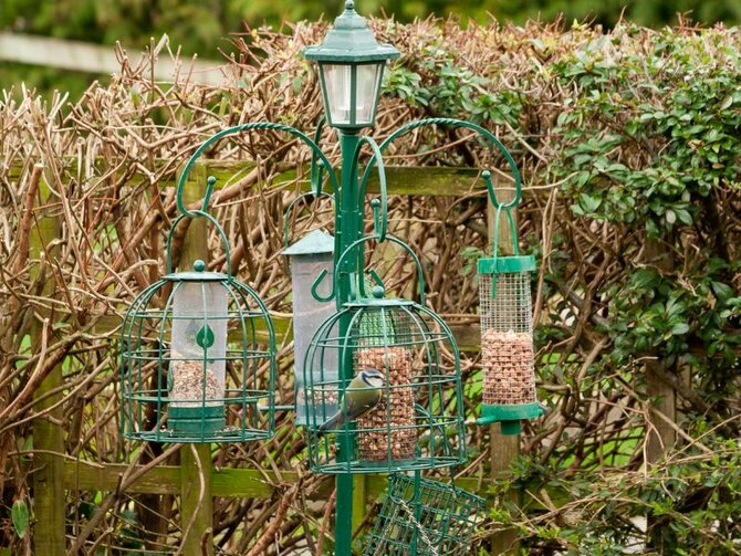 Keep Your Garden Birds Fed in Winter