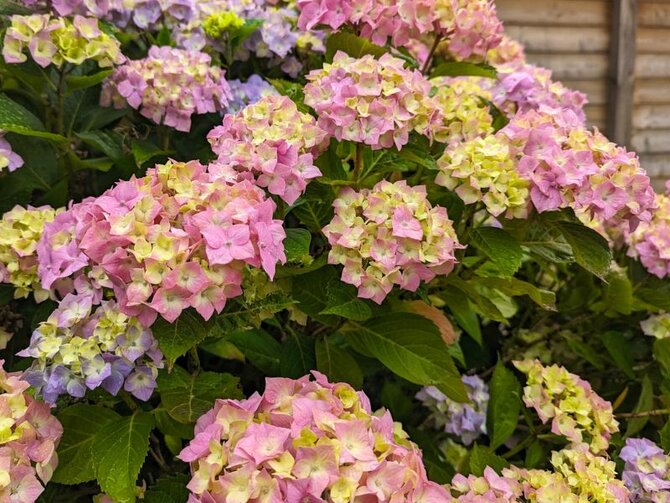 Landscaping with Hydrangea
