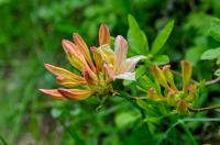 April's plant of the month is the rhododendron