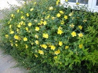 Plant of the week - Hypericum