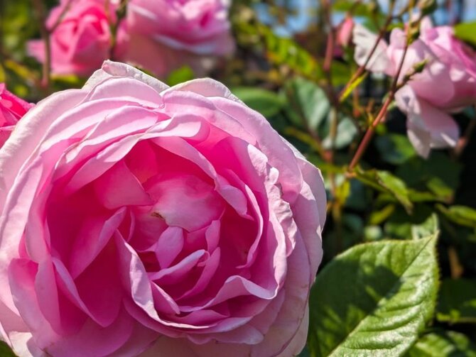 Buying Your New Season Roses