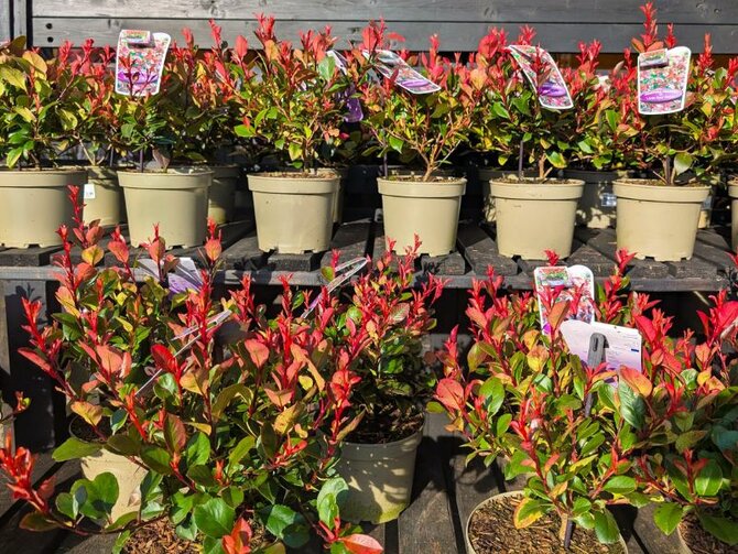 Photinia: Year-Round Beauty with a Fiery Touch!