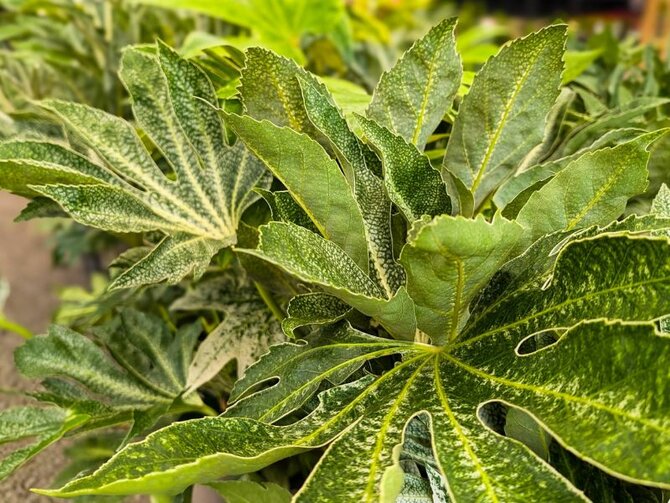 Plant Focus - The Fatsia Spiders Web