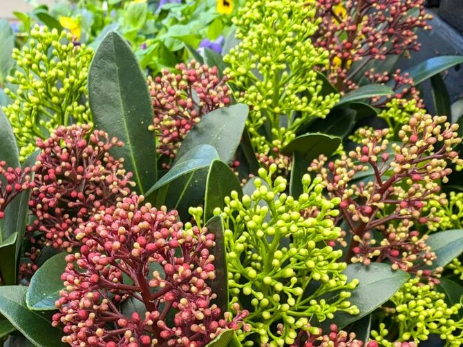 Plant Spotlight - The Skimmia Japonica