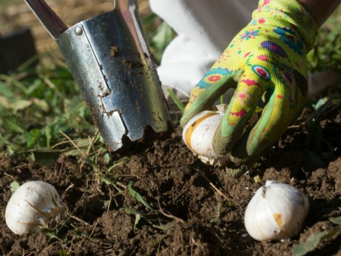 Planting Spring Bulbs