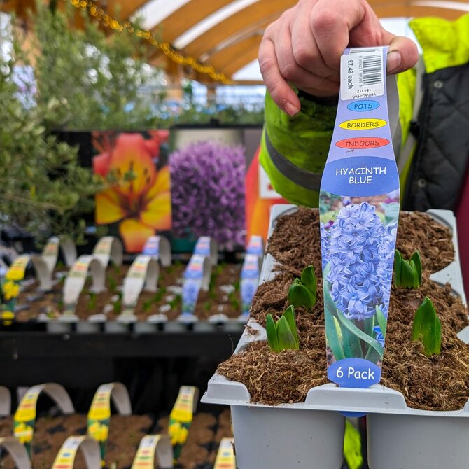 Potted Bulbs for Spring Colour