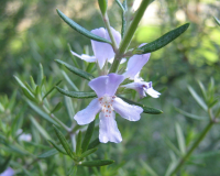 Prune rosemary