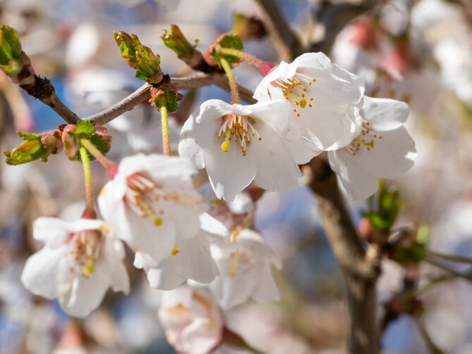 Prunus incisa ‘Kojo-no-mai’ – A Perfect Compact Cherry Blossom