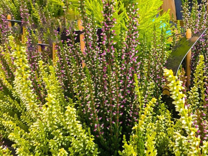 Plant Focus - The Vibrant Calluna Heather