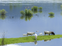 The recent flooding has wreaked havoc in gardens