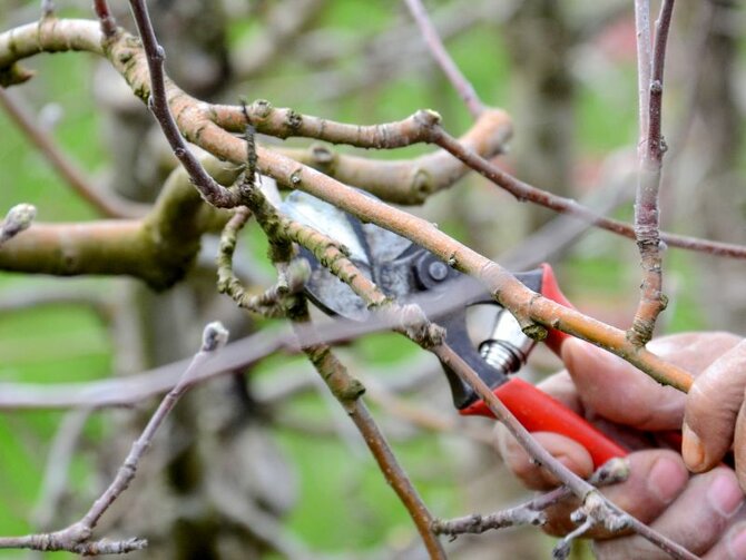 The When, What and How of Winter Pruning