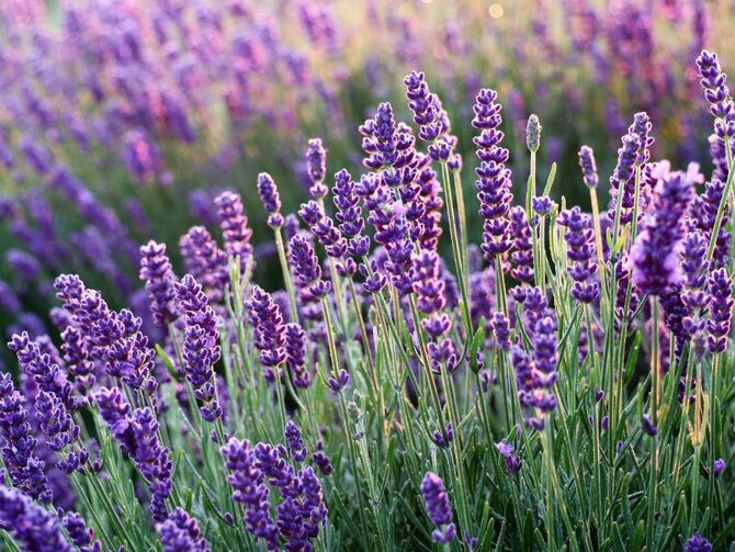 Unlocking the Wonderful World of Lavenders