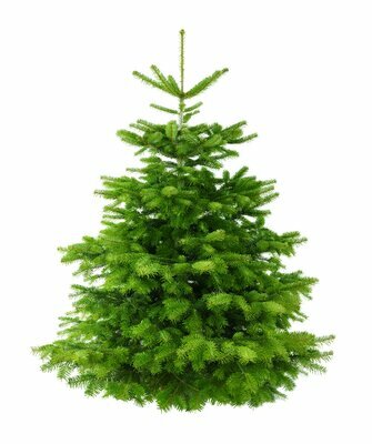 3-4ft Nordmann Fir