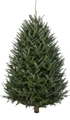 3-5ft Fraser Fir