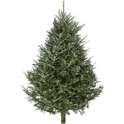 5-6ft FRASER FIR