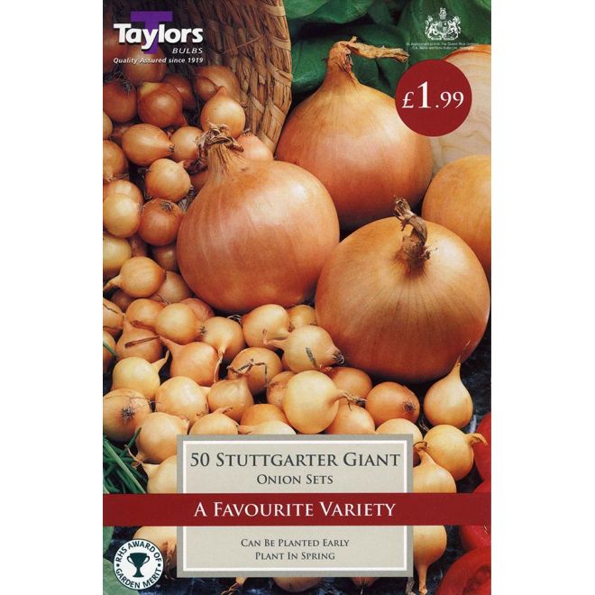 50 ONION STUTTGARTER GIANT 14-21