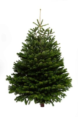 7ft Plus Nordmann Fir 