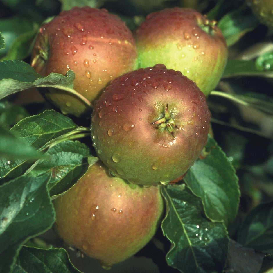 Apple Malus Cox Self Fertile Radway Bridge Garden Centre