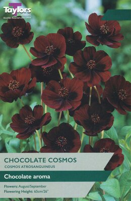 COSMOS ATROSANGUINEUS (CHOCOLATE PLANT)