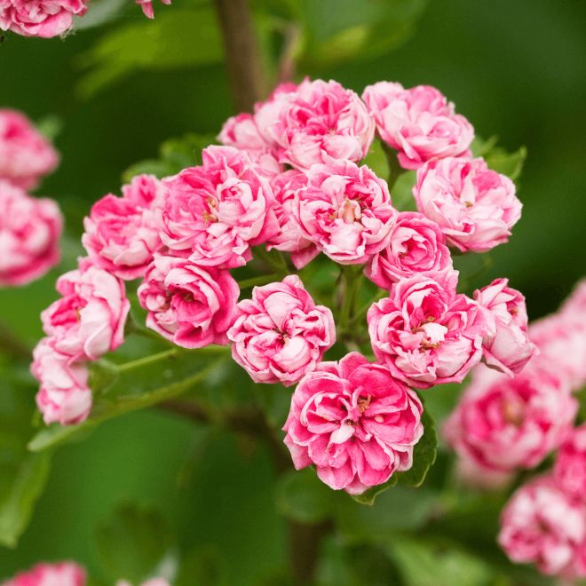 Crataegus Laevigata 'Rosea Flore Pleno'