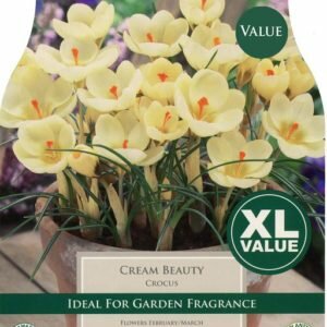 CROCUS CREAM BEAUTY XL