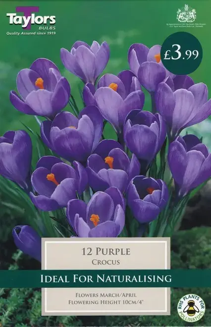 CROCUS PURPLE 7-8 P/P