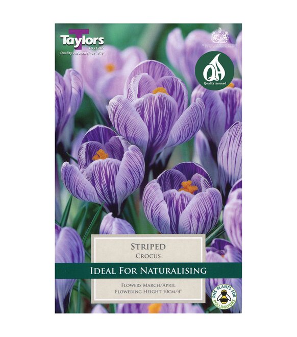 CROCUS STRIPED 7-8 P/P