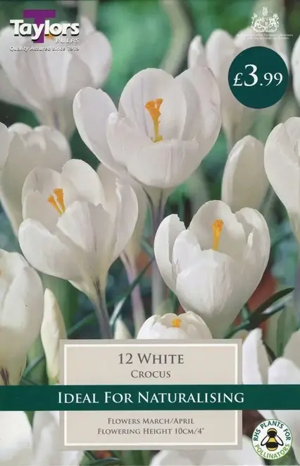 CROCUS WHITE 7-8 P/P