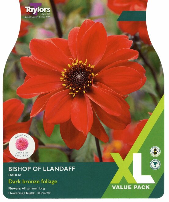 DAHLIA BISHOP OF LLANDAFF