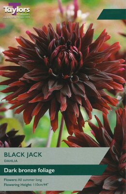 DAHLIA BLACK JACK