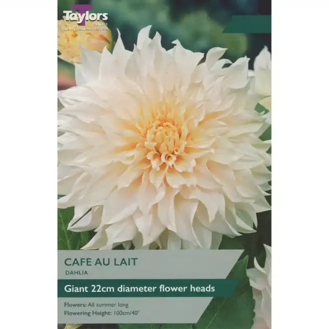 DAHLIA CAFE AU LAIT