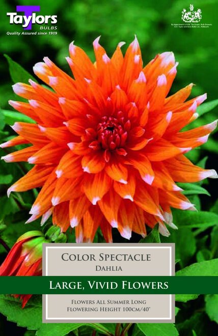 DAHLIA COLOR SPECTACLE