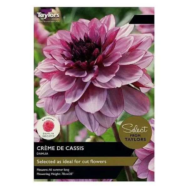 DAHLIA CRÈME DE CASSIS