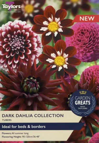 DAHLIA DARK COLLECTION