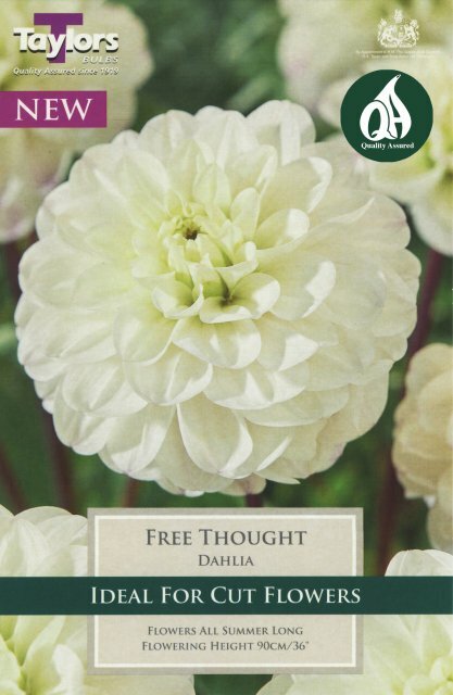 DAHLIA FREE THOUGHT