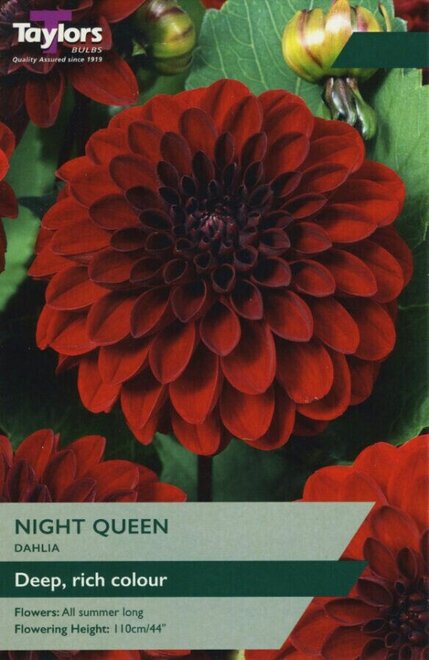 DAHLIA NIGHT QUEEN