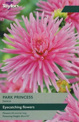 DAHLIA PARK PRINCESS